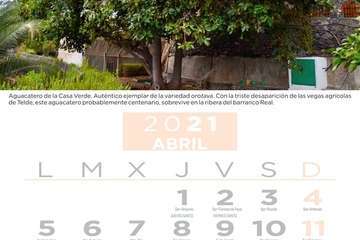  Telde pone en valor su patrimonio vegetal con un almanaque con los árboles más singulares/TA.